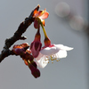 寒桜下向きに