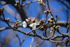 ソメイヨシノ開花２