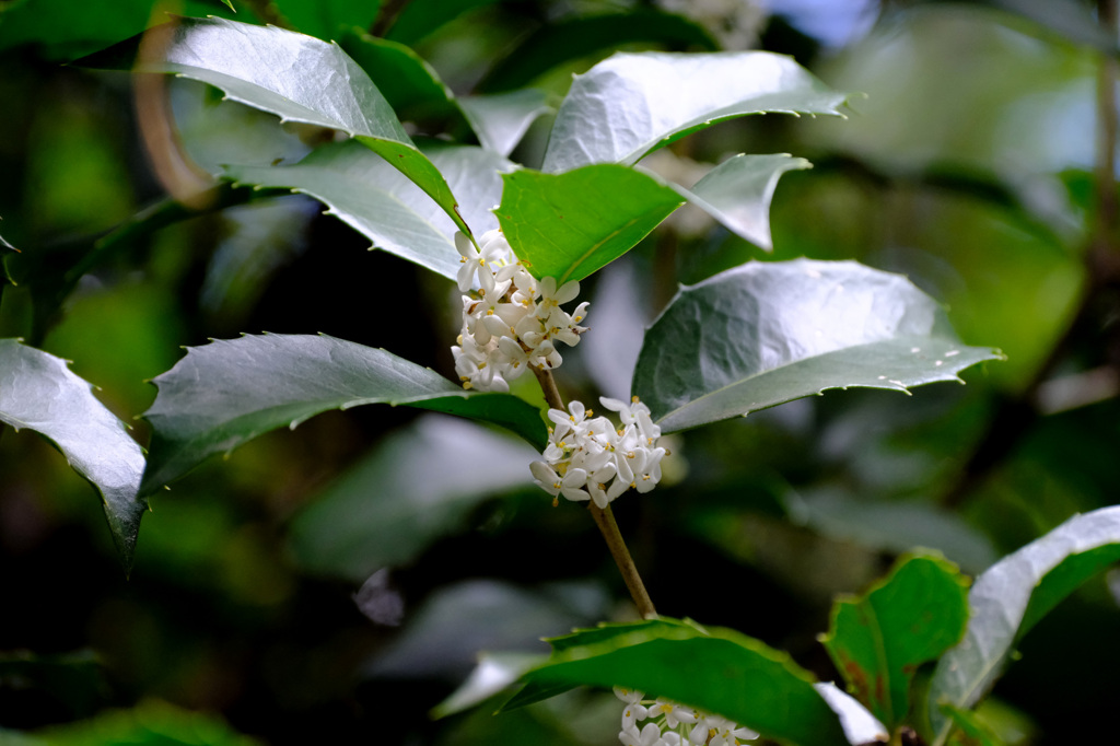 【参考】ヒイラギモクセイ
