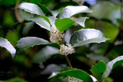 【参考】ヒイラギモクセイ