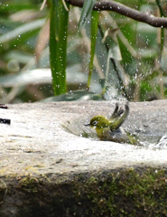 水はね高く