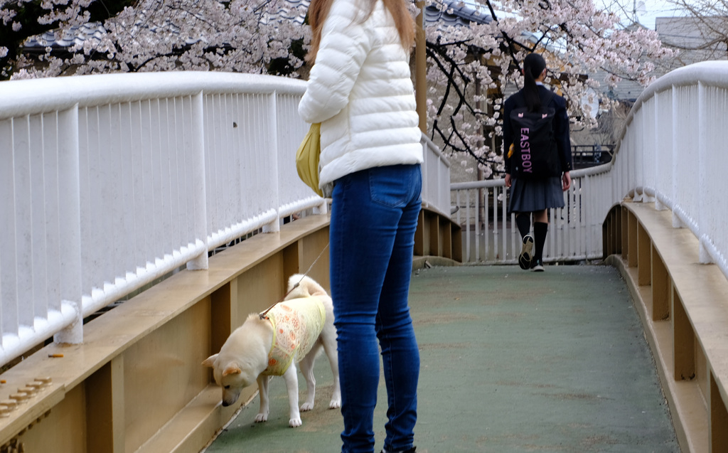 お花見しないわん