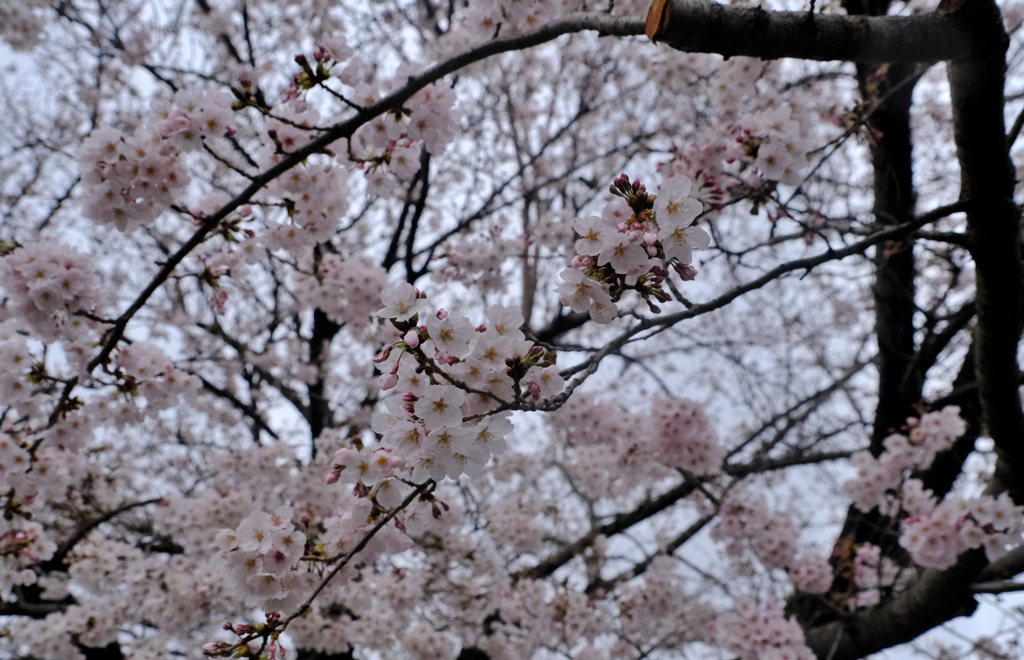 この木は満開
