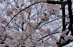 この木は満開