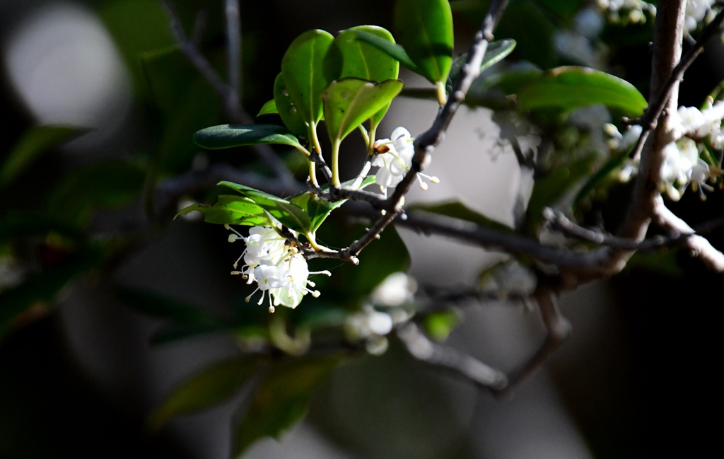 ギザギザが少ないことも