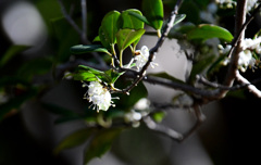 ギザギザが少ないことも