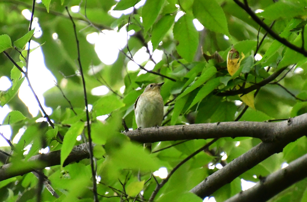 地味でもかわいい