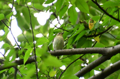 地味でもかわいい