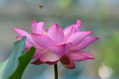 去年の蓮