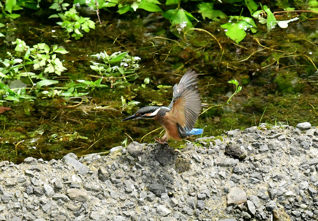 幼鳥