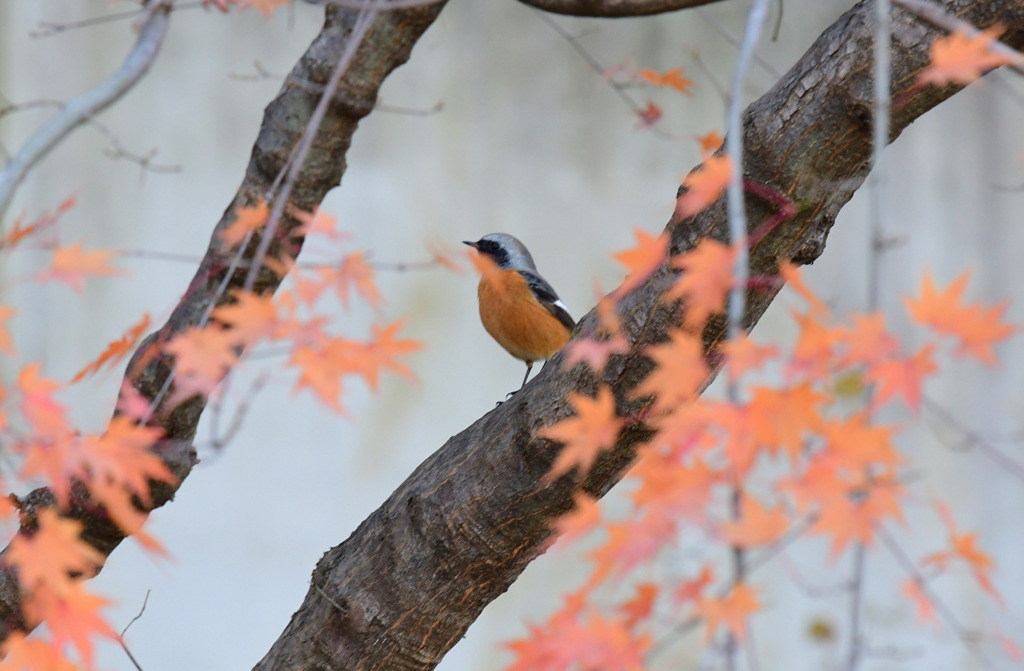 紅葉がくれのジョビオ