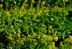 どの花に止まろうか