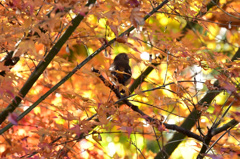 紅葉ジョビコ