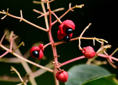 9月のゴンズイの実