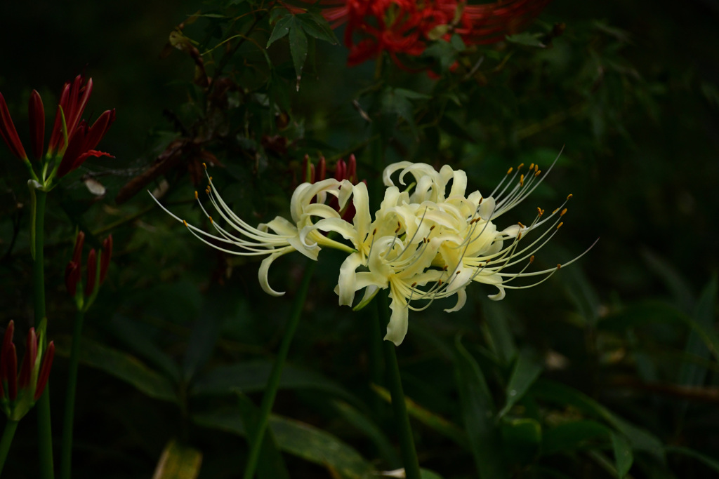 白花一輪