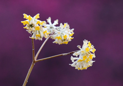 ミツマタの花はこれ