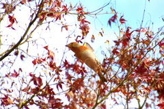 紅葉アトリエンジェル