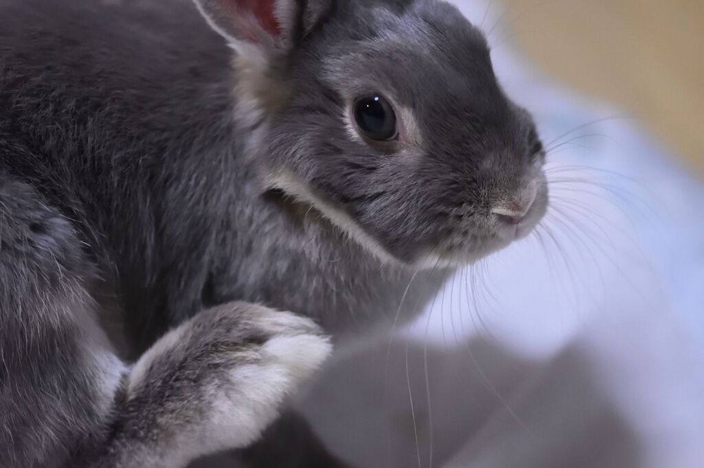 後ろ足