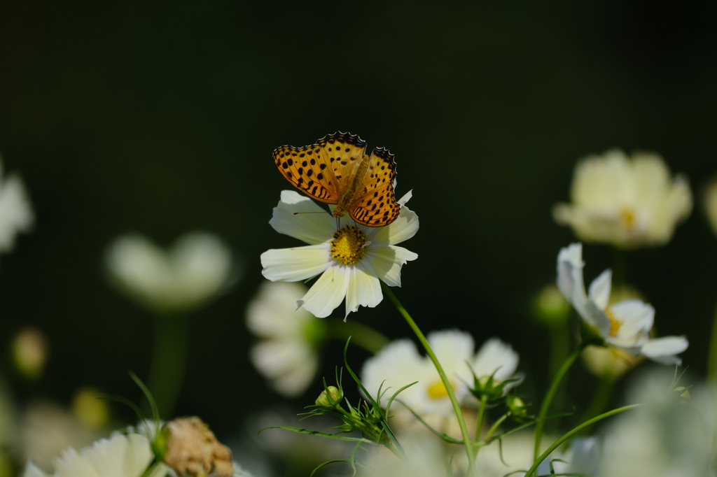 花と蝶