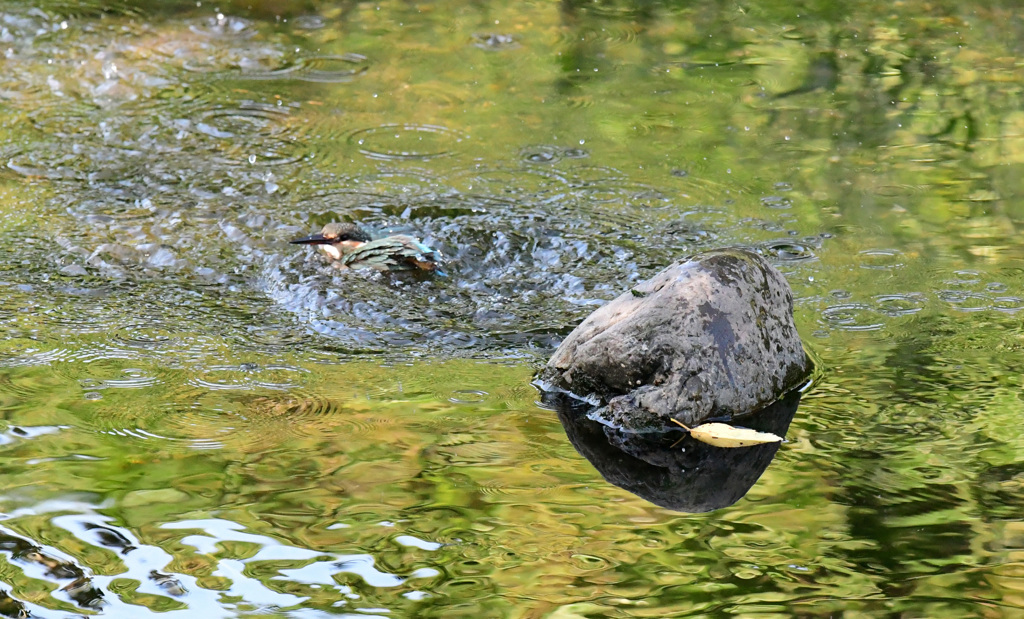 カワセミの水浴び (5)