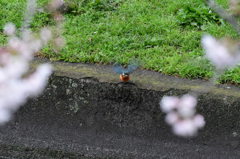 飛ぶよ、ブーン