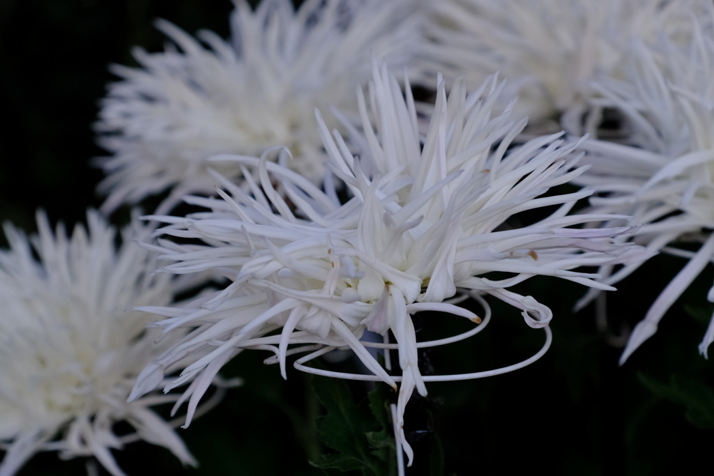 菊花展３