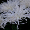 菊花展３