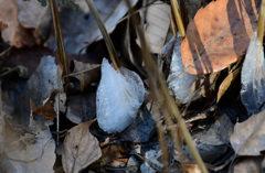シモバシラの氷華２