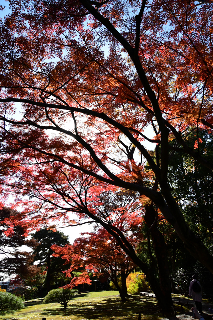 大きな紅葉