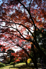 大きな紅葉