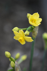 黄水仙開花２