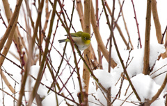 寒くてまんまる