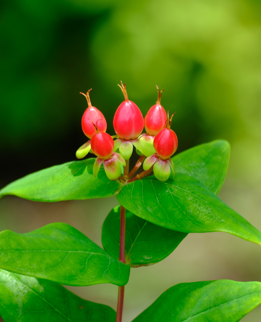 ヒペリカムの実