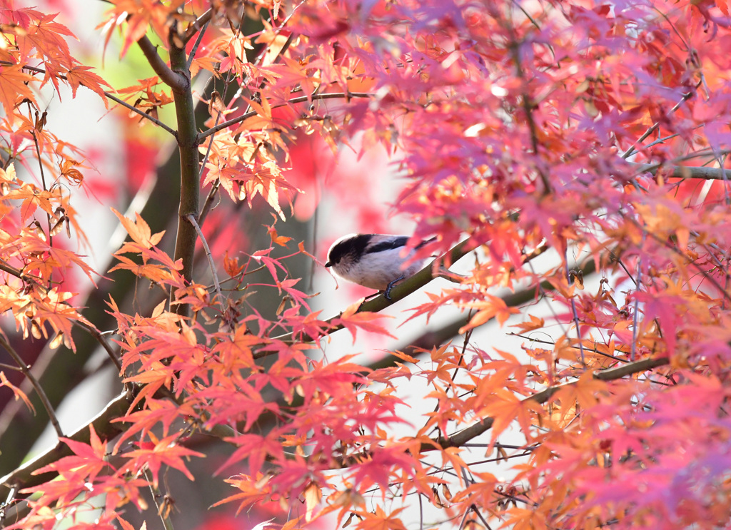 紅葉エナガ２