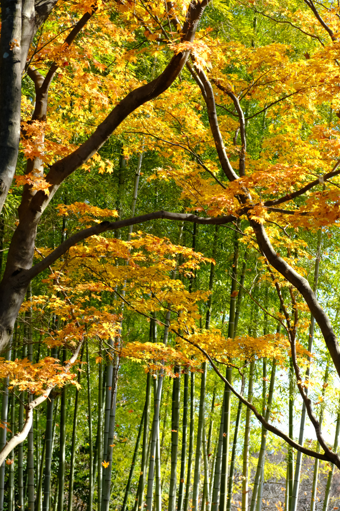 紅葉散る
