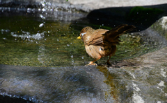 １水面にたつ