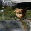 １水面にたつ