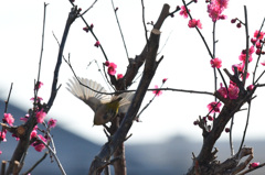 飛び去る