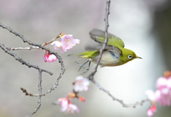 今度はあっちへ