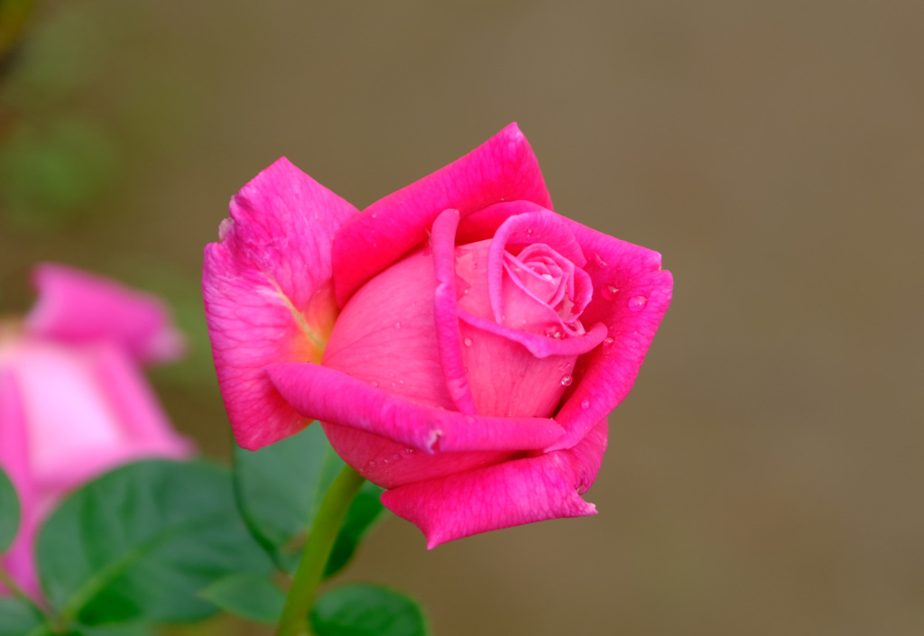 エデンローズ(仏)