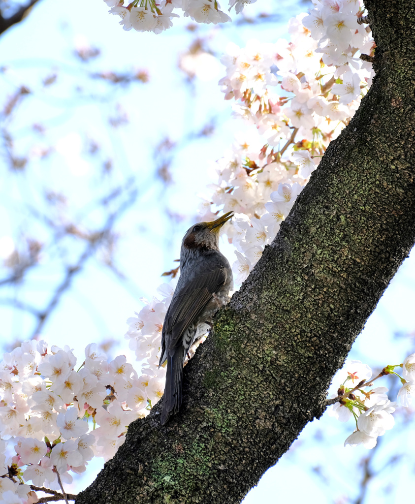 桜ヒヨドリ