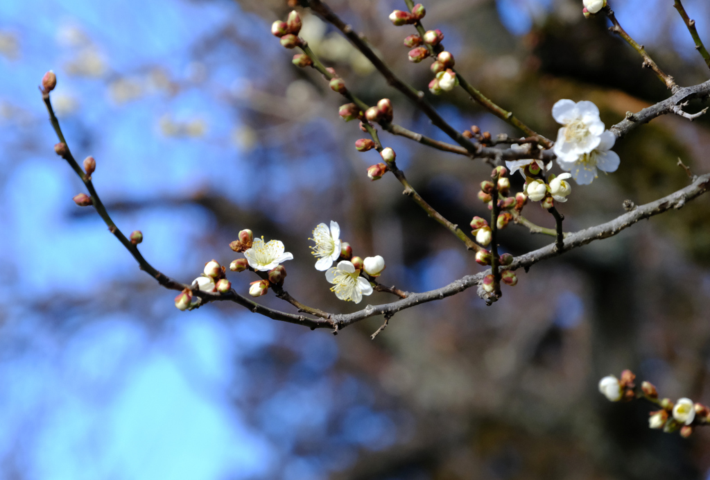 この木が一番早い？