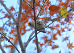 頭の菊が見える