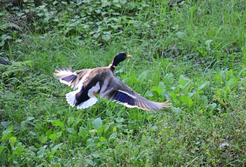 マガモ飛ぶ１