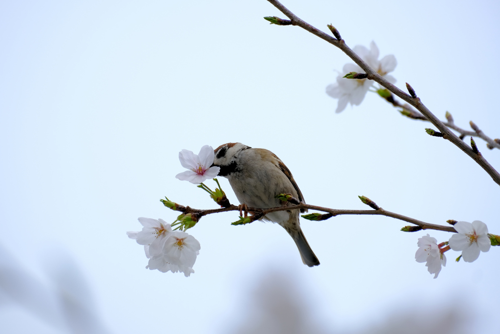 雀の盗蜜現場 (3)