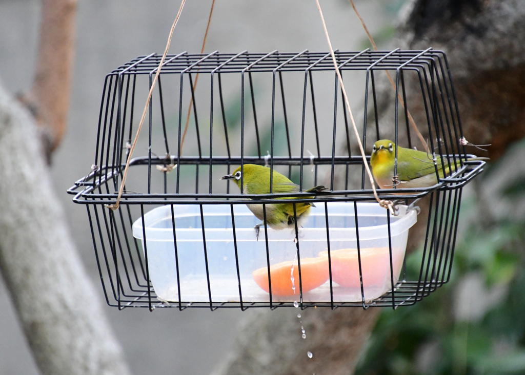 トイレはお外へ
