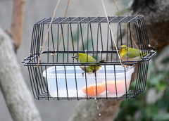 トイレはお外へ