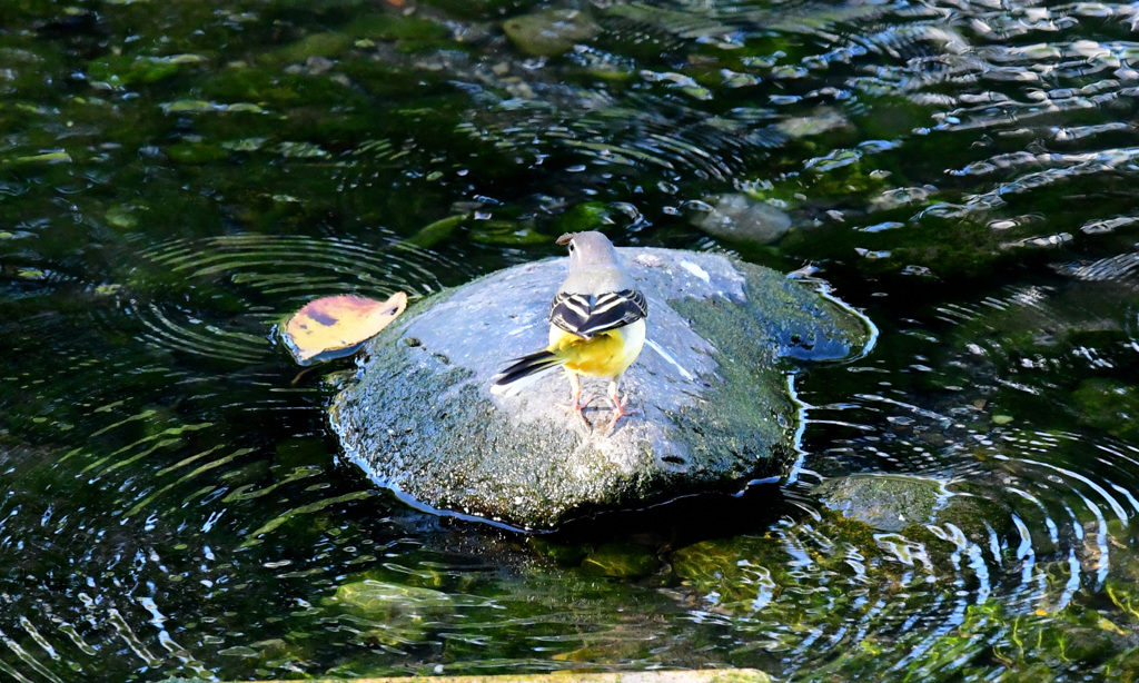 向こうを向いて食べるよ