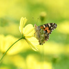 黄花にヒメアカタテハ