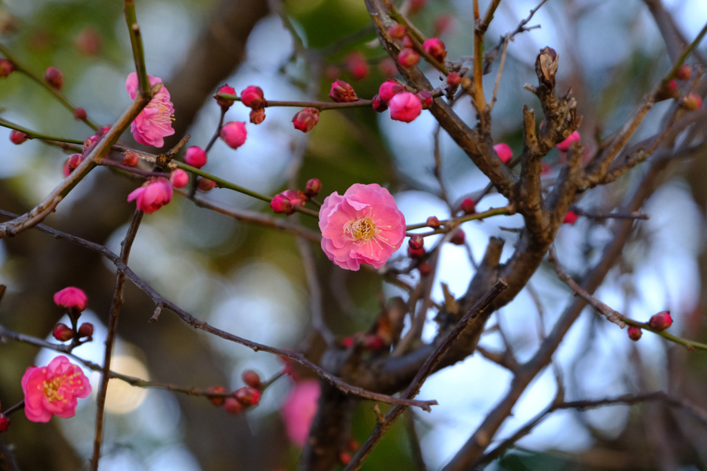 紅梅もそろそろ